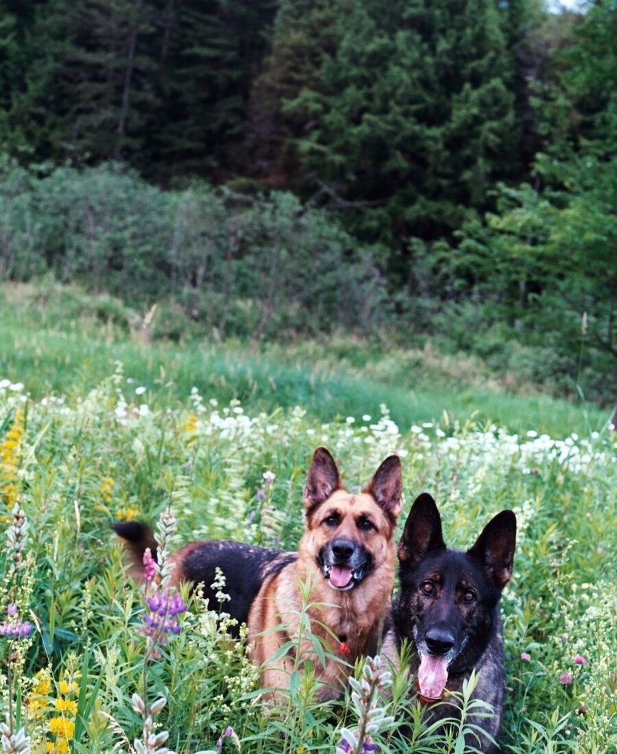 Coco and Ed, two German shepherds in a wildflower meadow